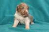 honey22daysold13_small.jpg