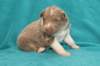 honey22daysold2_small.jpg