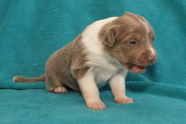 honey22daysold3.jpg