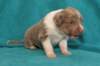 honey22daysold3_small.jpg