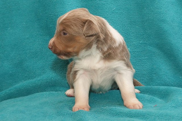 honey22daysold5.jpg