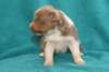 honey22daysold5_small.jpg