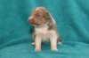 honey22daysold6_small.jpg