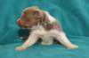 honey22daysold7_small.jpg