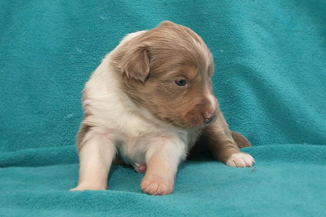 honey22daysold8.jpg