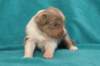 honey22daysold8_small.jpg
