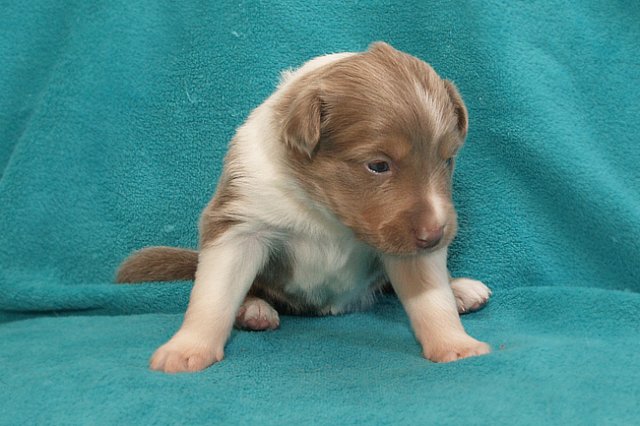 honey22daysold9.jpg