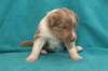 honey22daysold9_small.jpg
