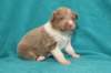 honey22daysold_small.jpg