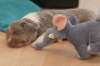 honey23daysold_small.jpg