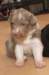 honey24daysold12_small.jpg