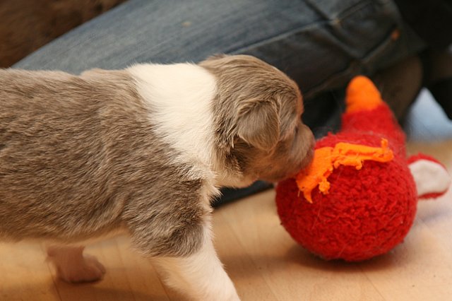honey24daysold2.jpg