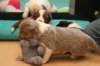 honey24daysold3_small.jpg