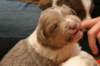 honey24daysold4_small.jpg