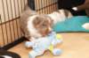 honey24daysold5_small.jpg