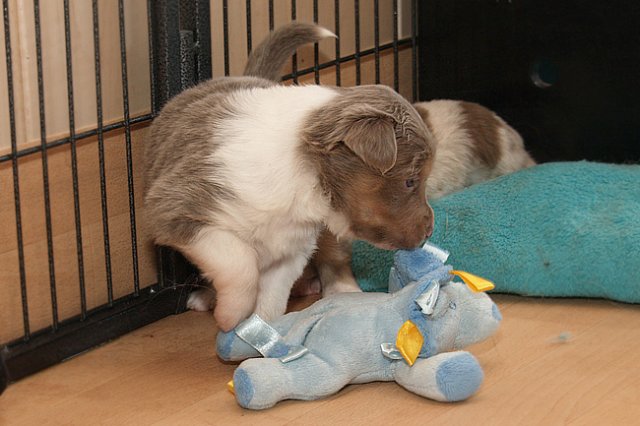 honey24daysold6.jpg