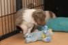 honey24daysold6_small.jpg