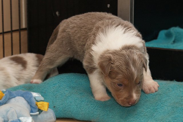 honey24daysold7.jpg
