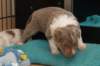 honey24daysold7_small.jpg