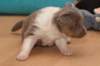 honey24daysold8_small.jpg