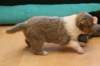 honey24daysold_small.jpg