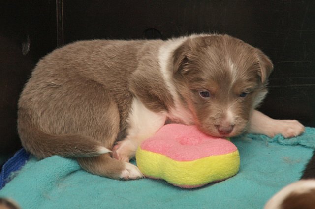 honey25daysold2.jpg