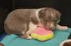honey25daysold2_small.jpg