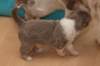 honey25daysold_small.jpg