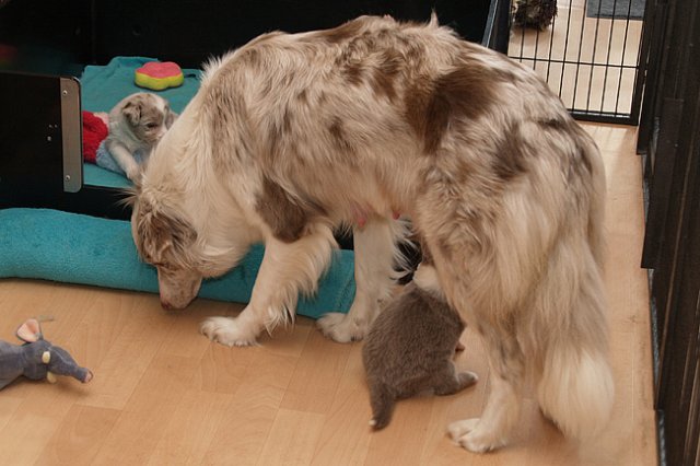 honey25daysoldwithlizz.jpg