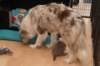 honey25daysoldwithlizz_small.jpg
