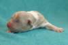 honey2daysold2_small.jpg