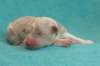 honey2daysold3_small.jpg