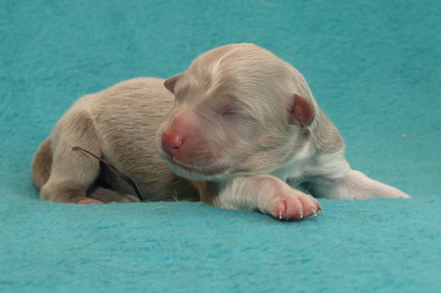 honey2daysold4.jpg