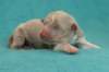 honey2daysold4_small.jpg