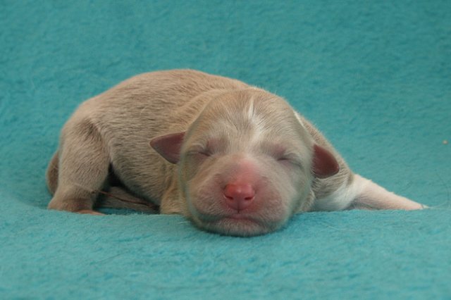 honey2daysold5.jpg