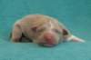 honey2daysold5_small.jpg