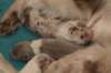 honey2daysold6_small.jpg