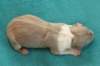 honey2daysold_small.jpg