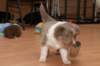 honey35daysold11_small.jpg