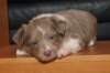 honey35daysold13_small.jpg