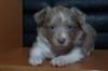 honey35daysold14_small.jpg