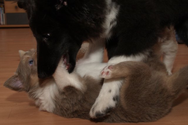 honey35daysold16.jpg