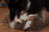 honey35daysold16_small.jpg