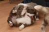 honey35daysold22_small.jpg