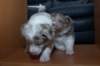 honey35daysold23_small.jpg