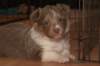 honey35daysold24_small.jpg
