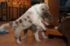 honey35daysold25_small.jpg