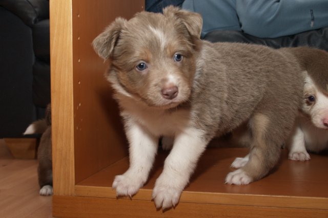 honey35daysold26.jpg