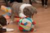 honey35daysold2_small.jpg