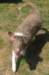 honey35monthsold_small.jpg